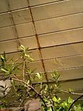 070526_2035~0001